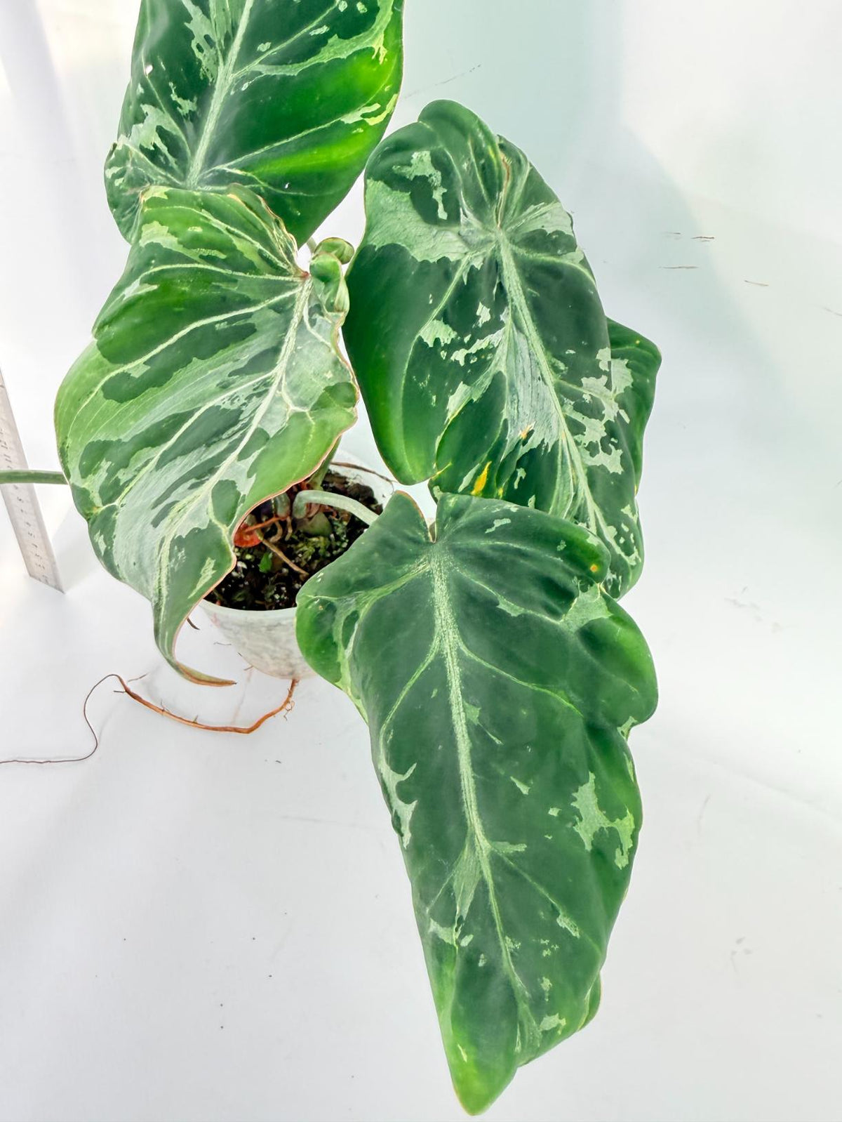 Philodendron Gloriosum Variegata 8