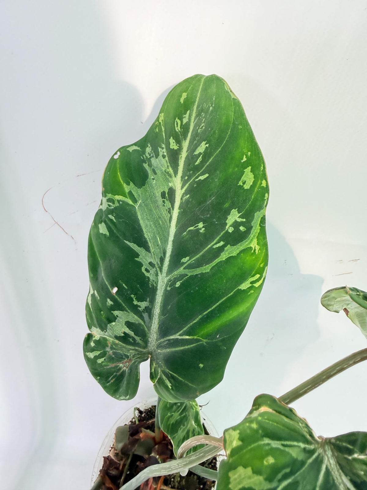 Philodendron Gloriosum Variegata 10