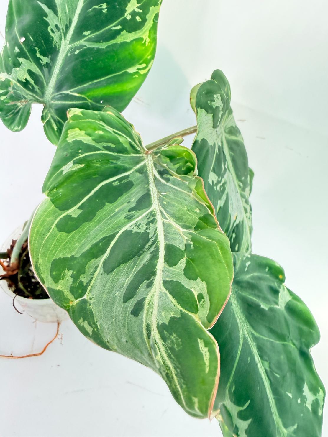 Philodendron Gloriosum Variegata 5