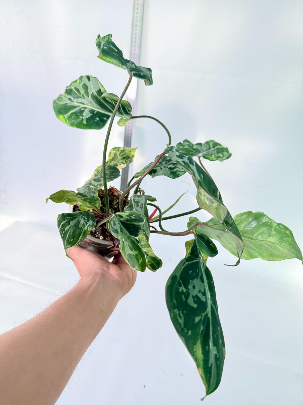 Philodendron Gloriosum Variegata 4