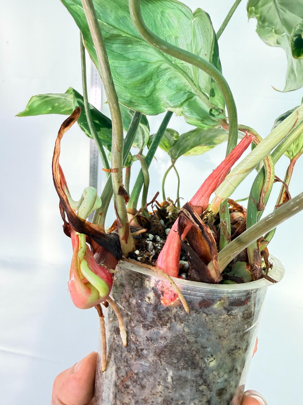 Philodendron Gloriosum Variegata 10