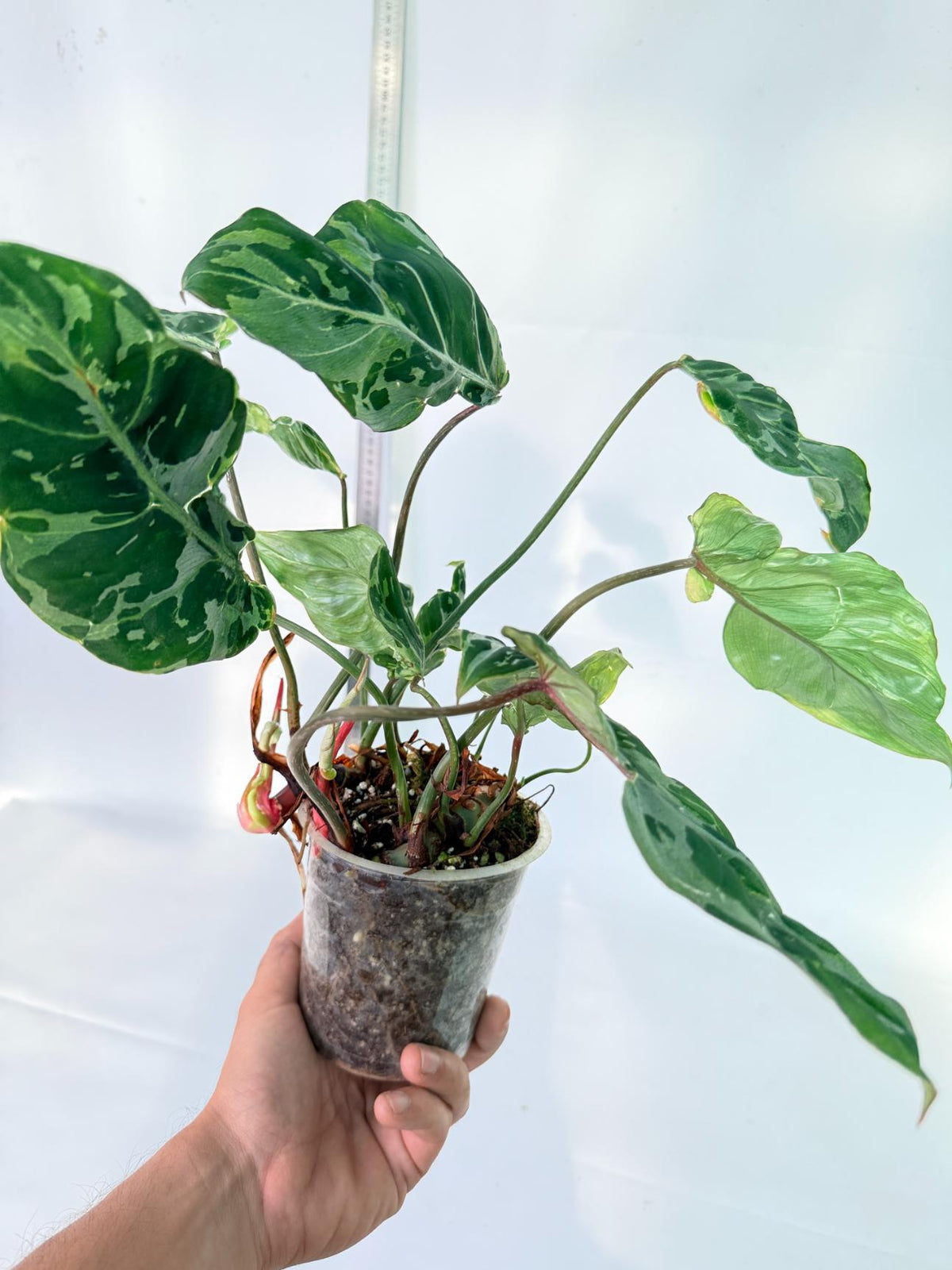 Philodendron Gloriosum Variegata 9
