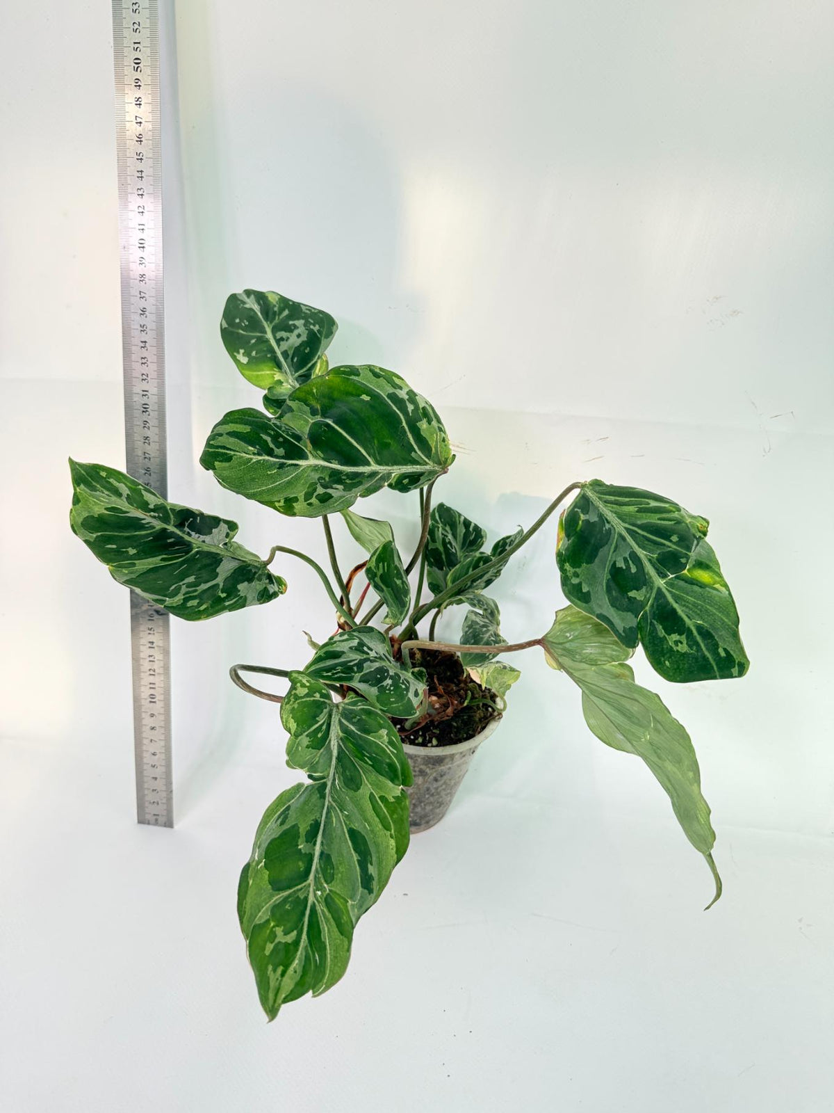 Philodendron Gloriosum Variegata 1