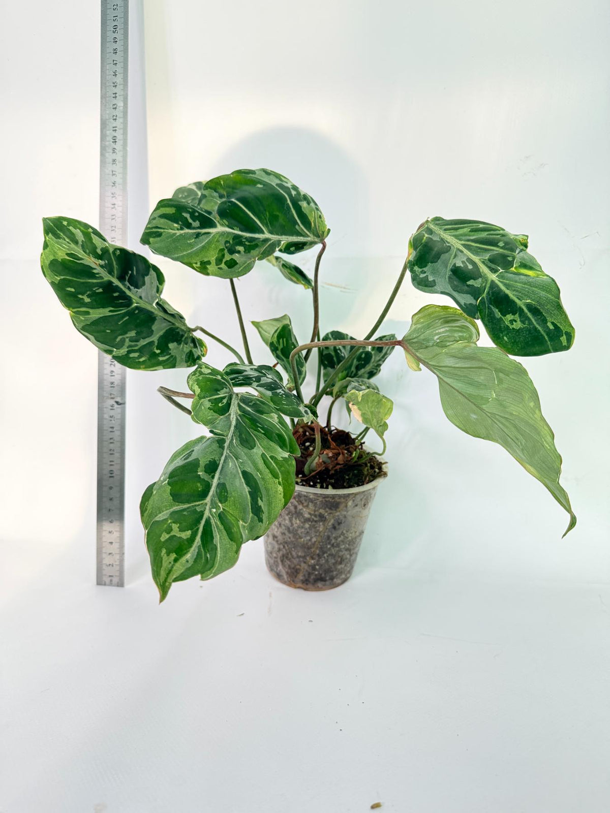 Philodendron Gloriosum Variegata 5
