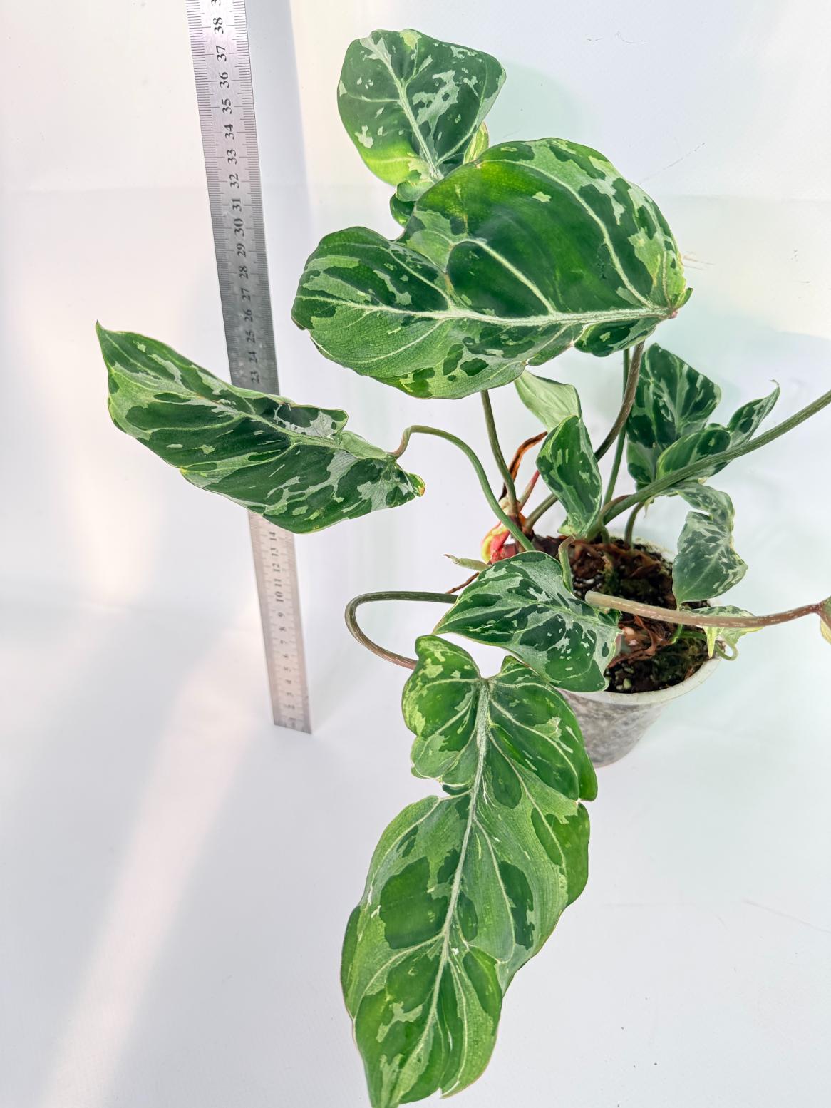 Philodendron Gloriosum Variegata 3