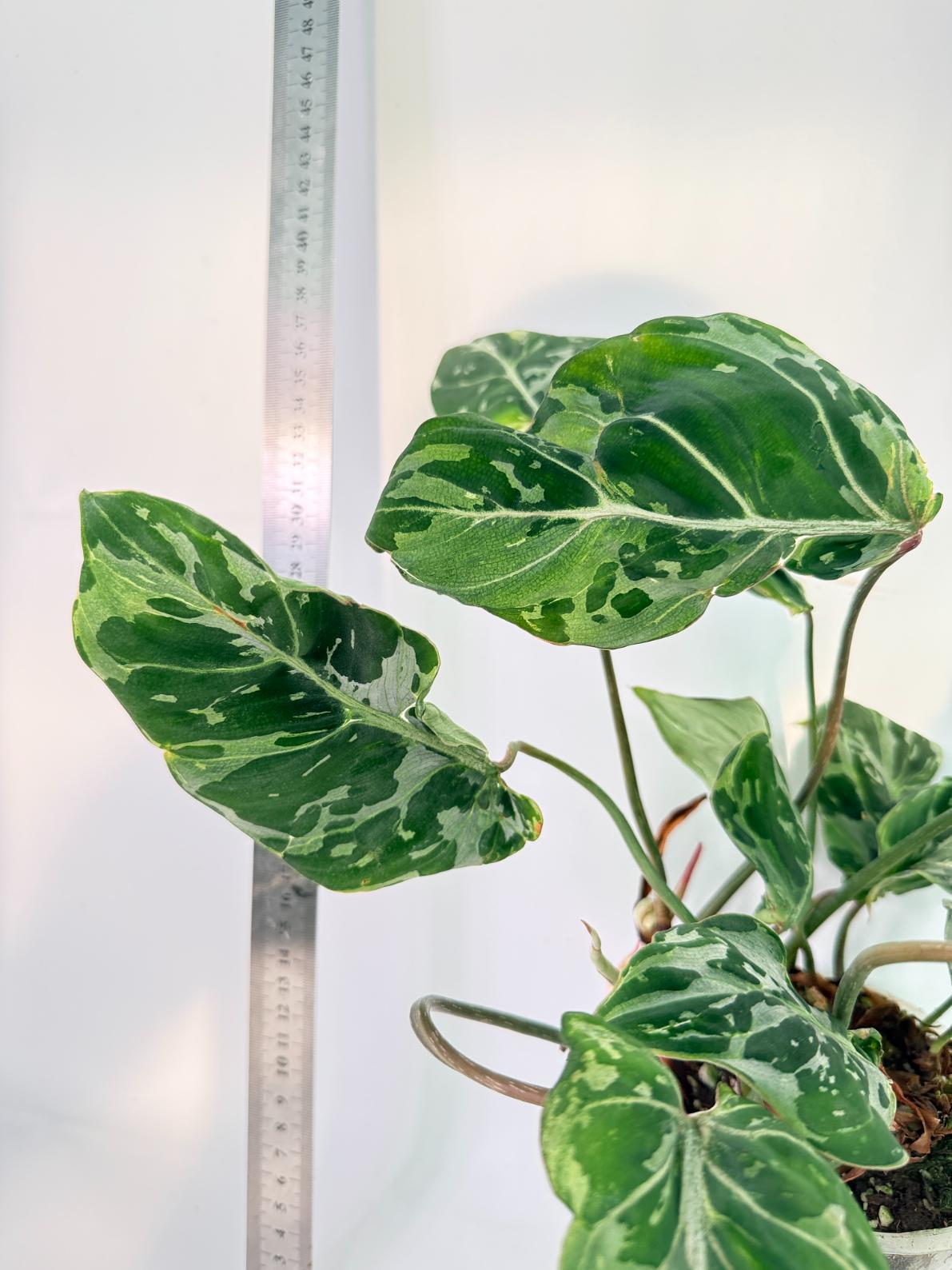 Philodendron Gloriosum Variegata 6