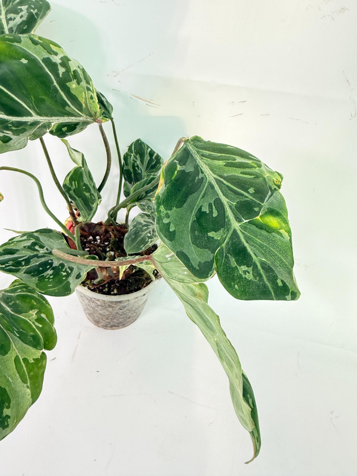 Philodendron Gloriosum Variegata 2