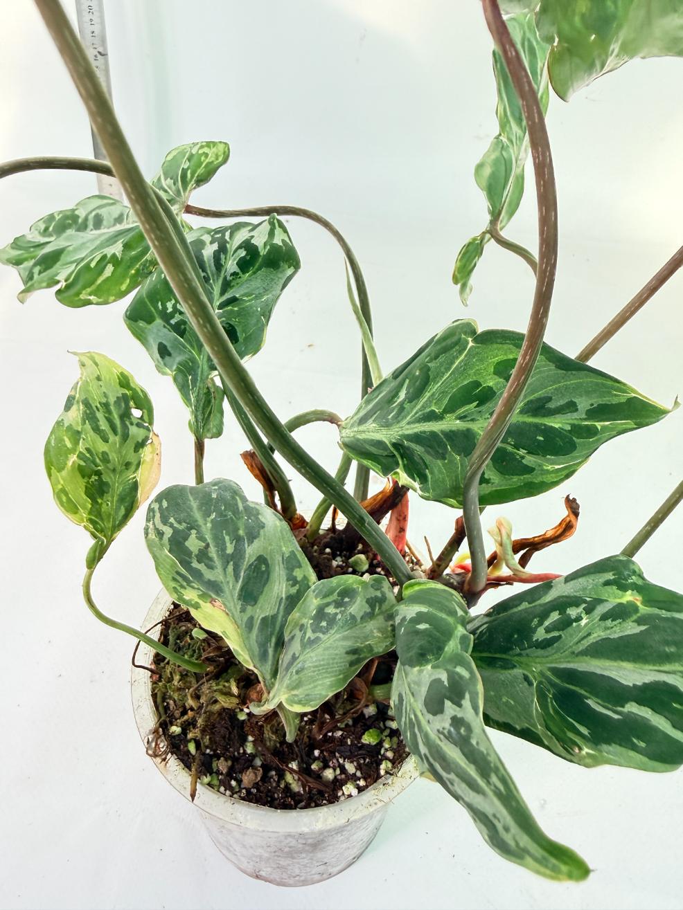 Philodendron Gloriosum Variegata 7