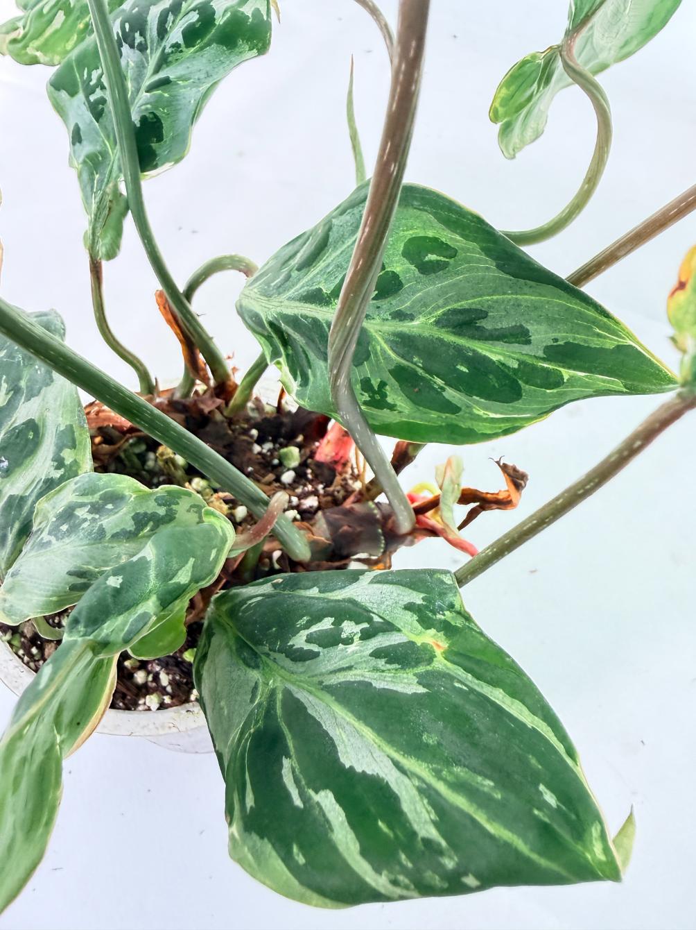 Philodendron Gloriosum Variegata 8