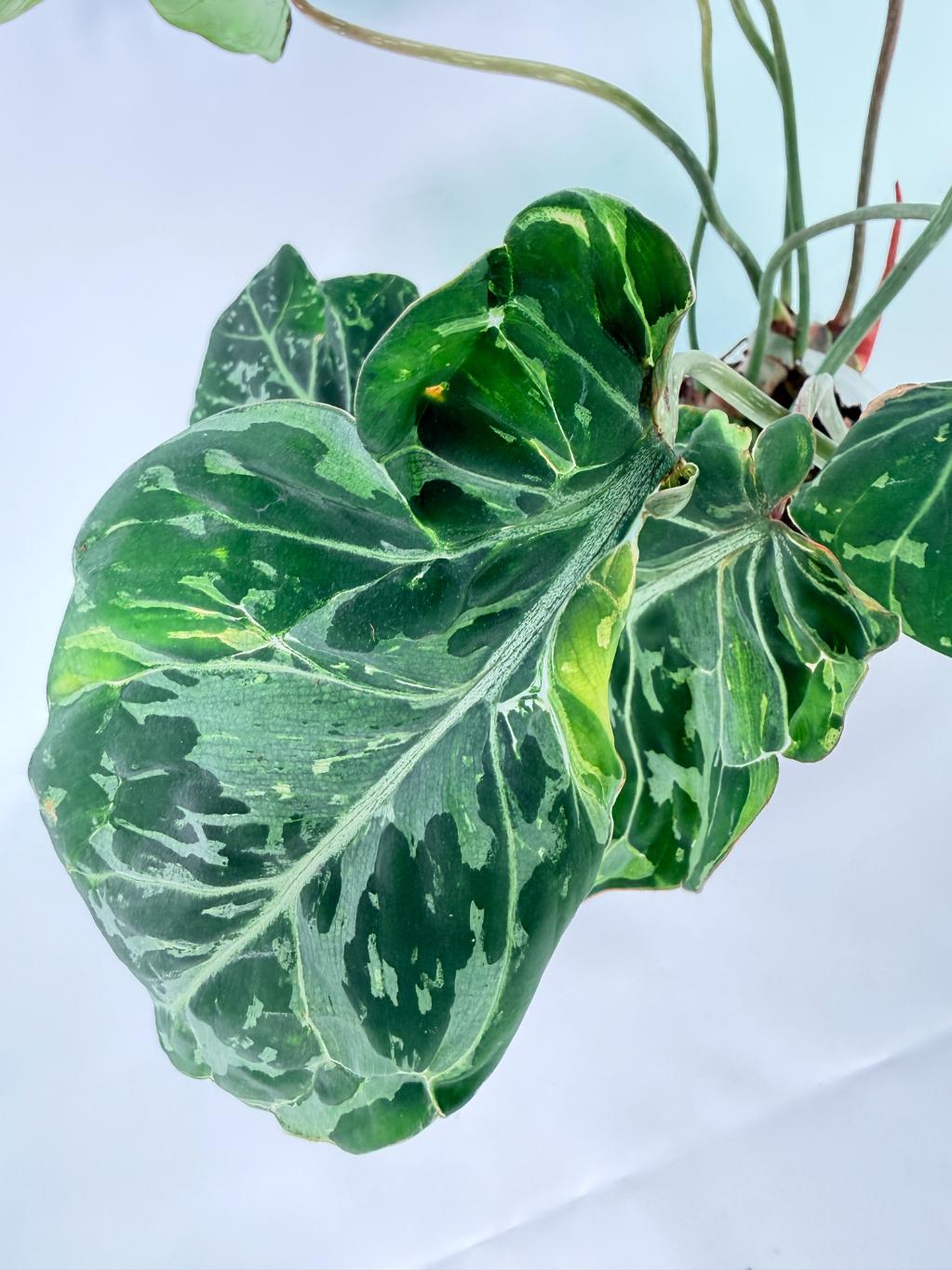 Philodendron Gloriosum Variegata 08