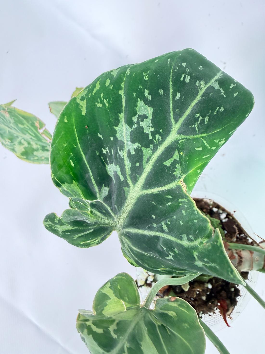 Philodendron Gloriosum Variegata 09
