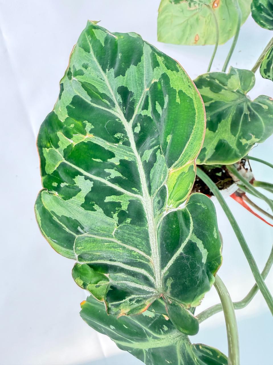 Philodendron Gloriosum Variegata 10