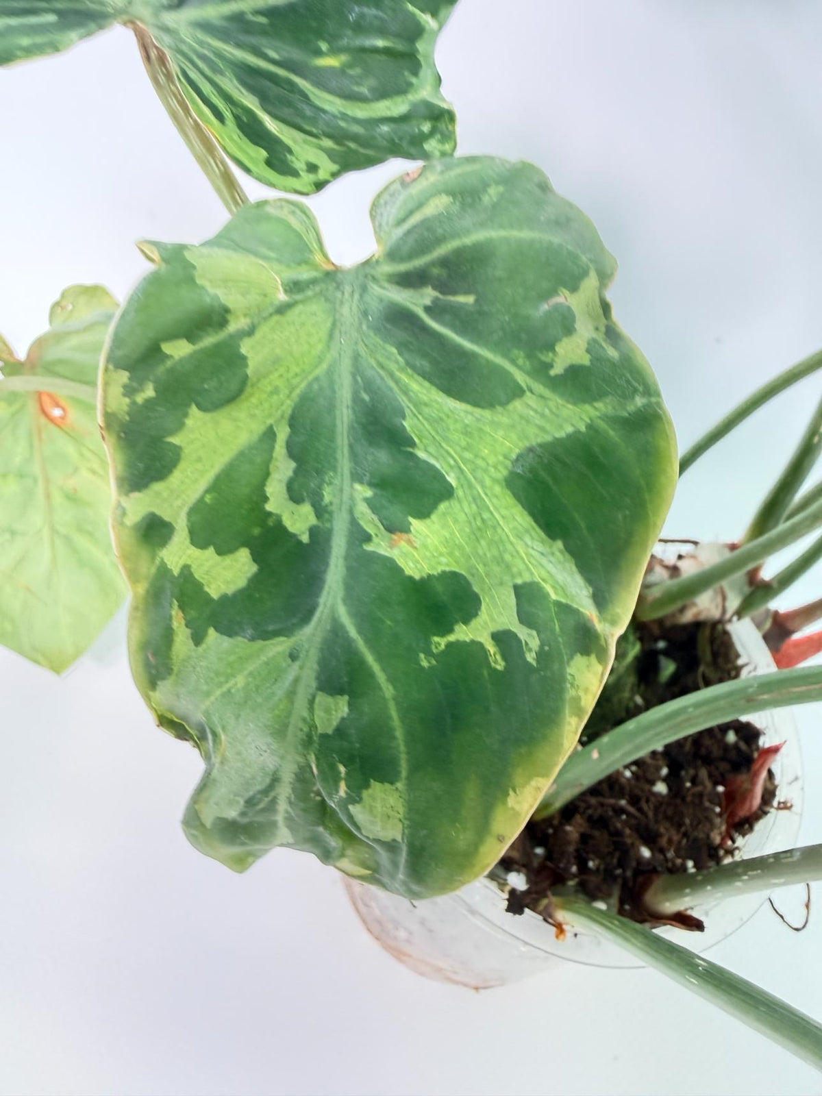 Philodendron Gloriosum Variegata 11