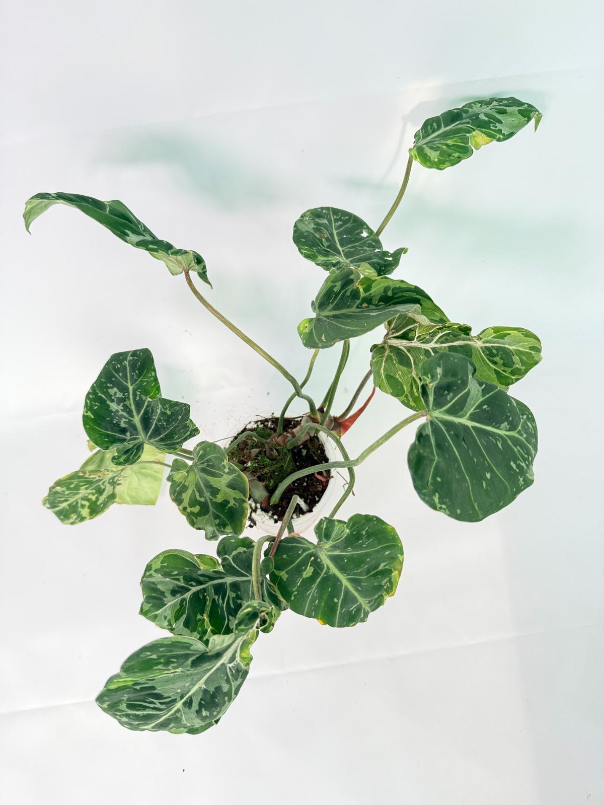 Philodendron Gloriosum Variegata 12