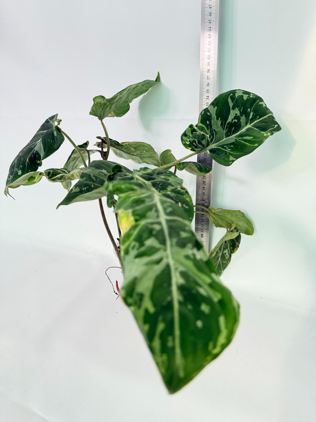 Philodendron Gloriosum Variegata 13