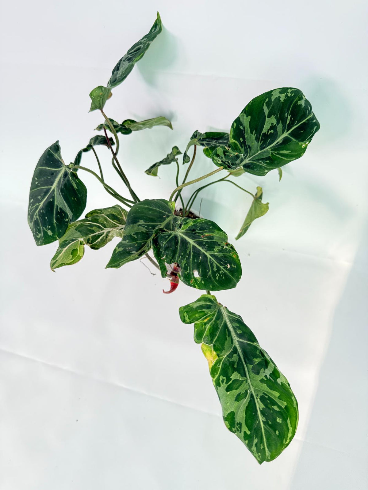 Philodendron Gloriosum Variegata 01