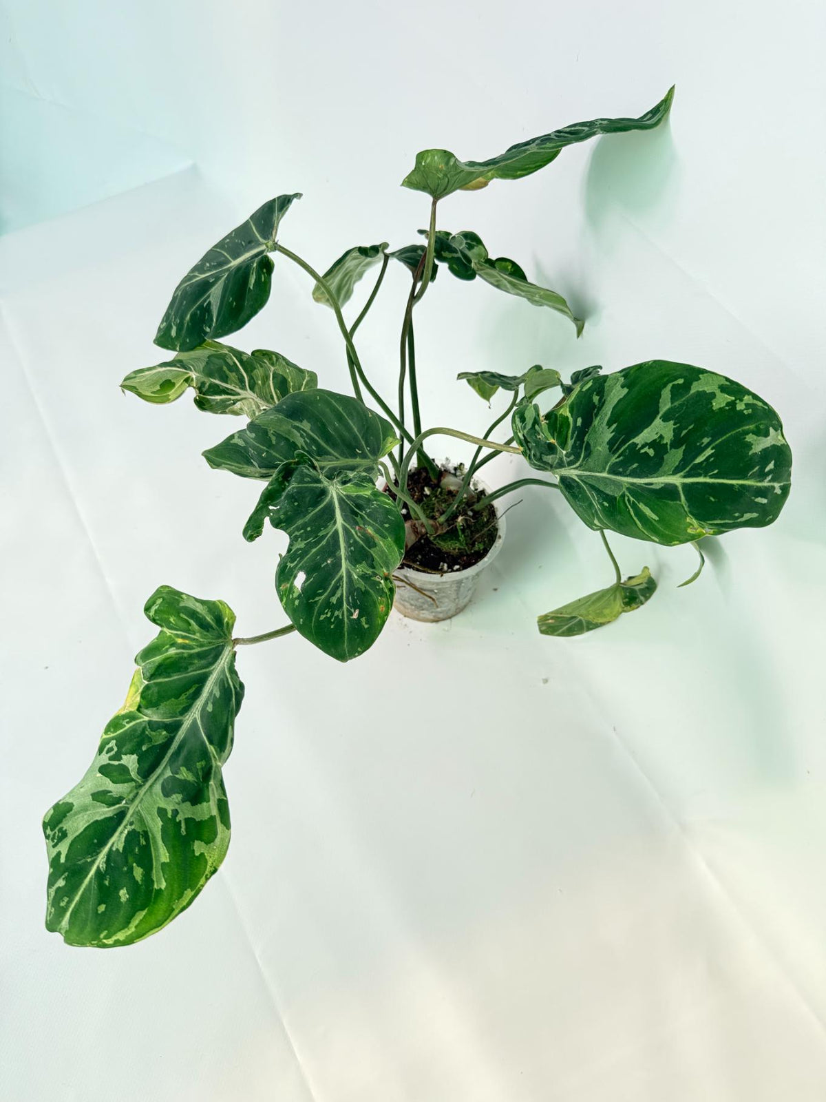 Philodendron Gloriosum Variegata 02