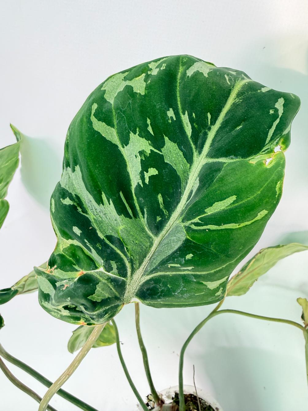 Philodendron Gloriosum Variegata 04