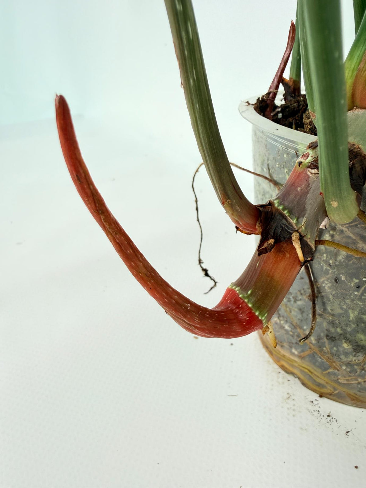 Philodendron Gloriosum Variegata 06