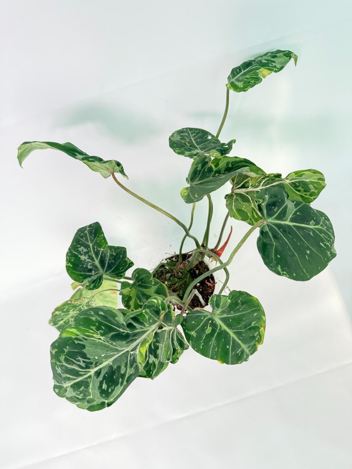 Philodendron Gloriosum Variegata 07