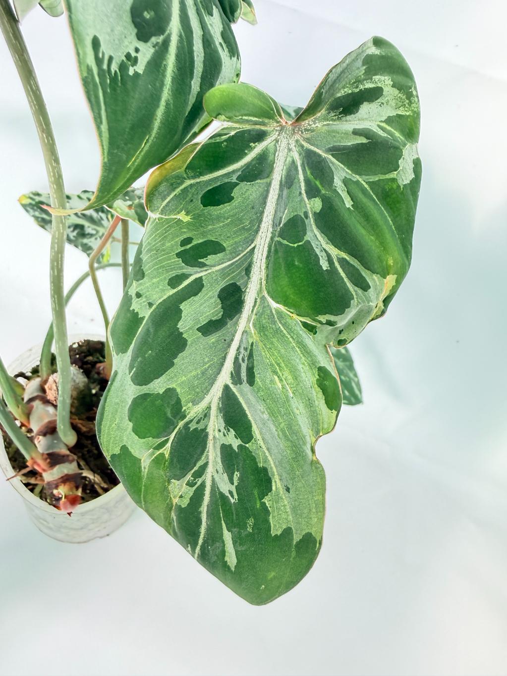 Philodendron Gloriosum Variegata 08