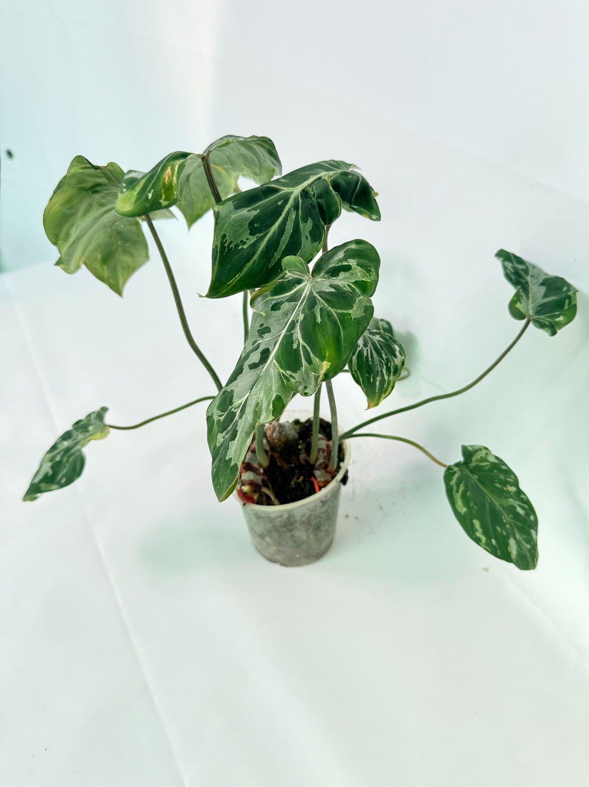 Philodendron Gloriosum Variegata 09