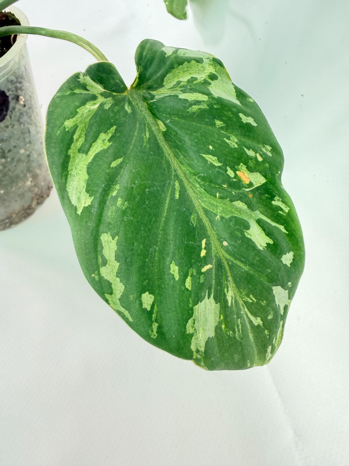 Philodendron Gloriosum Variegata 10