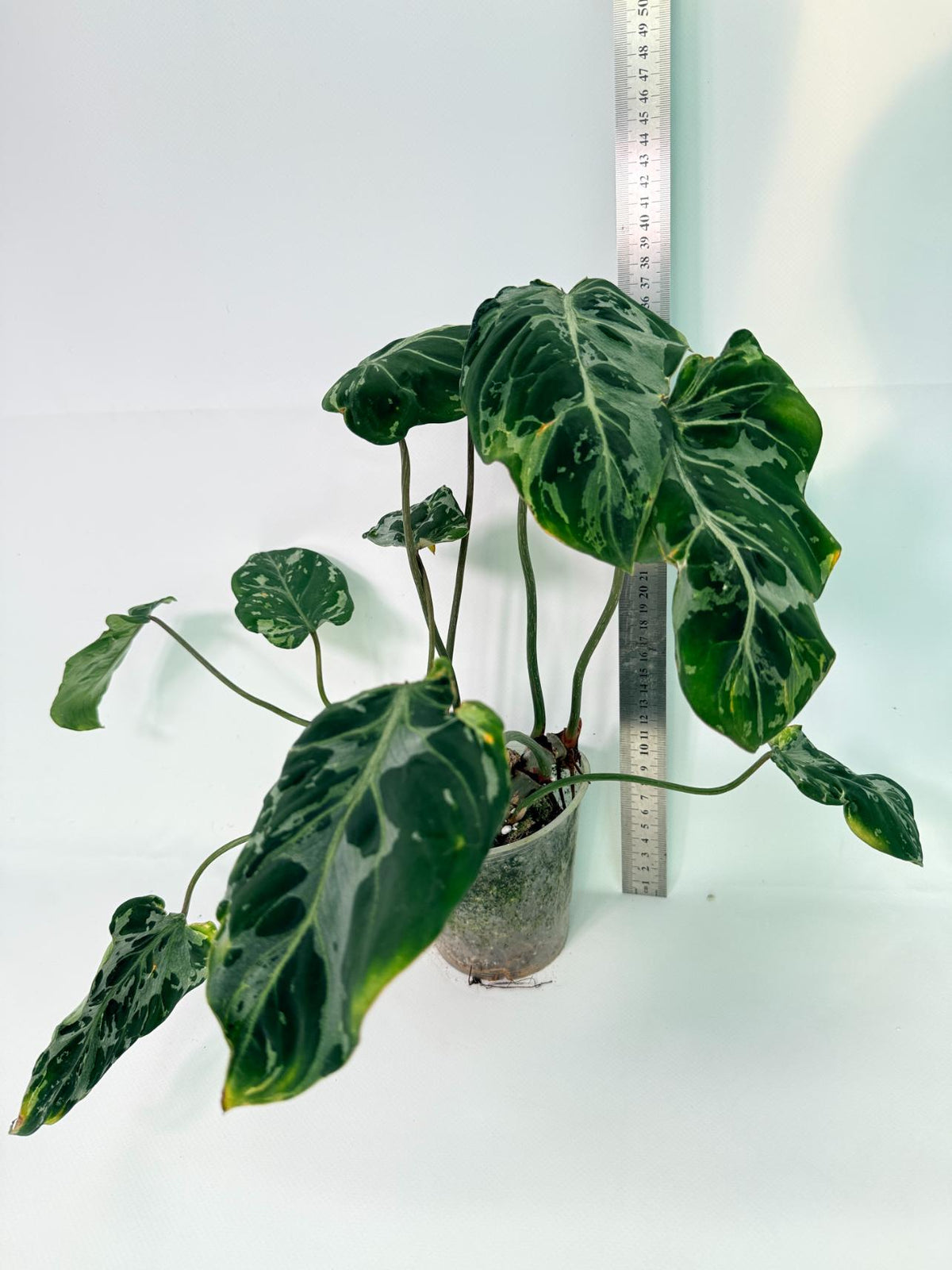Philodendron Gloriosum Variegata 11
