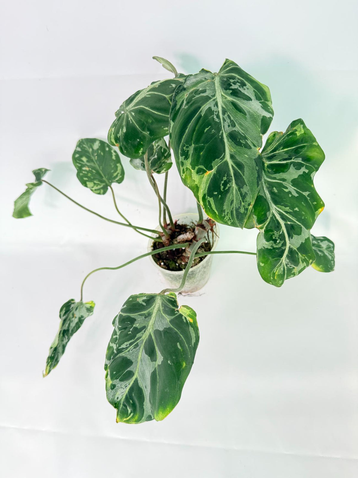 Philodendron Gloriosum Variegata 01