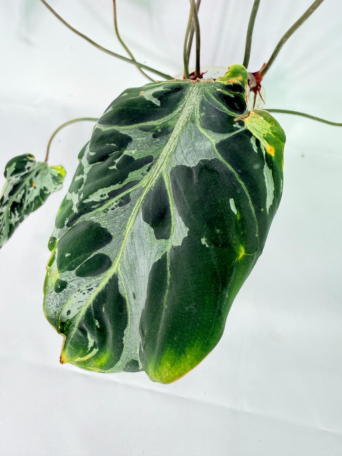 Philodendron Gloriosum Variegata 02