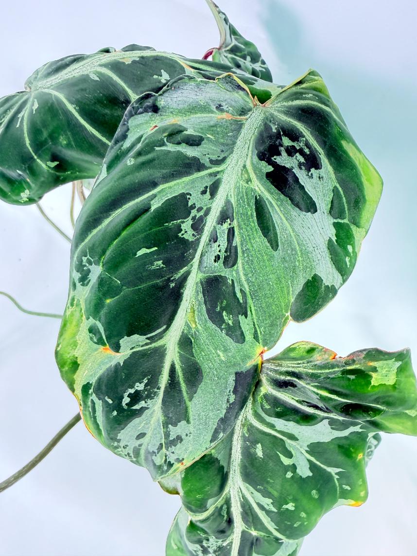 Philodendron Gloriosum Variegata 03
