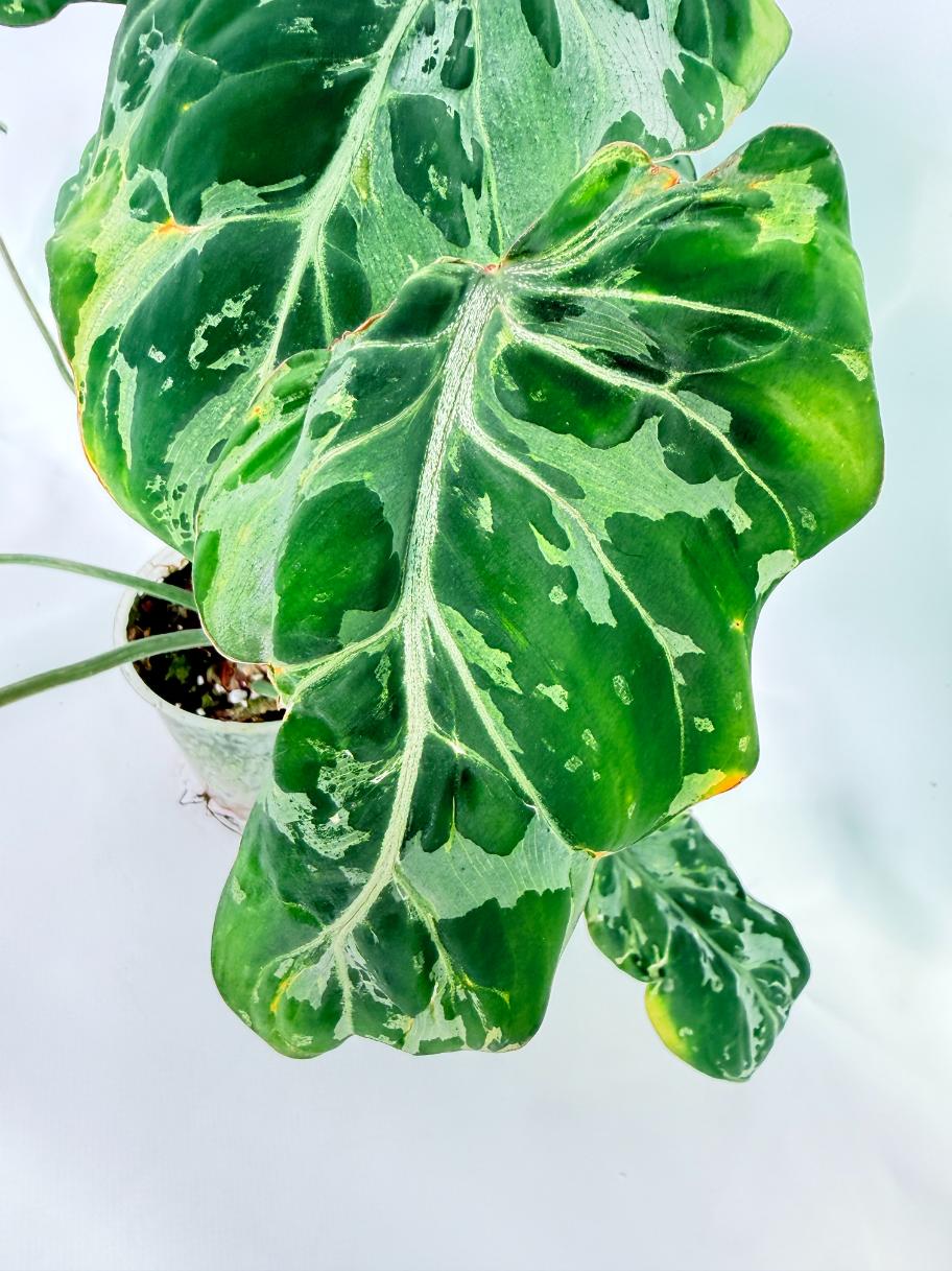 Philodendron Gloriosum Variegata 04