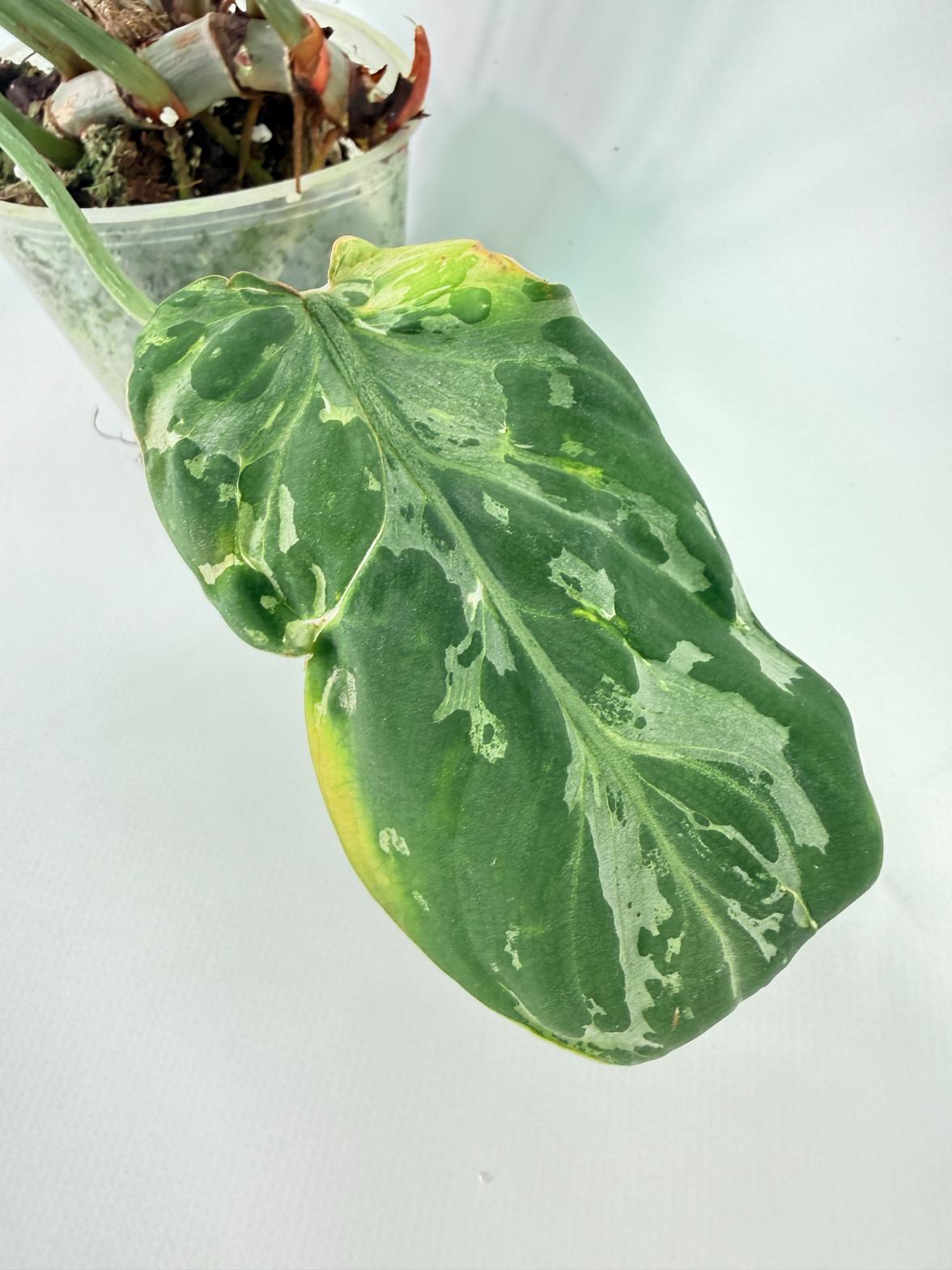 Philodendron Gloriosum Variegata 06