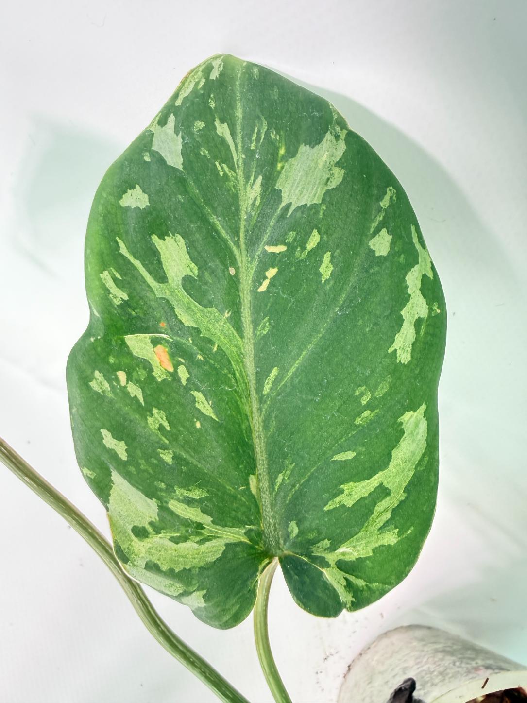 Philodendron Gloriosum Variegata 07