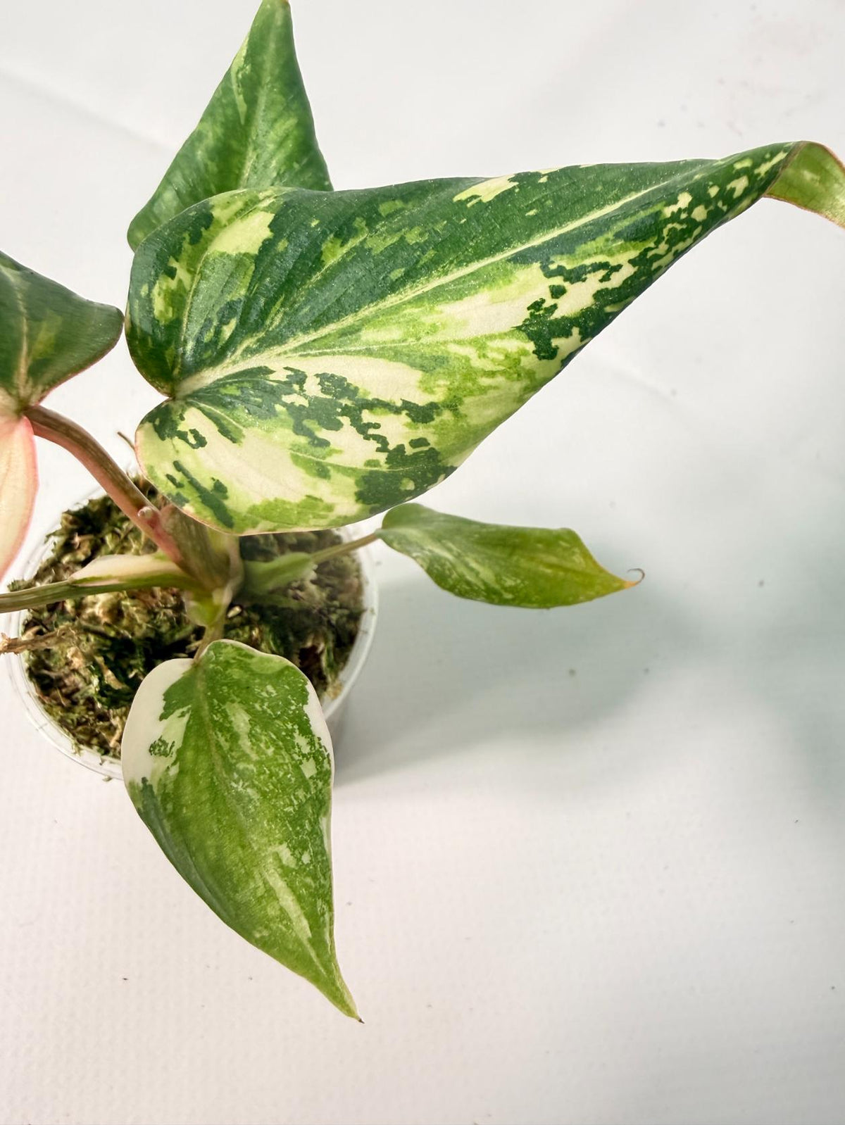 Philodendron Gloriosum Variegata Tricolor 8