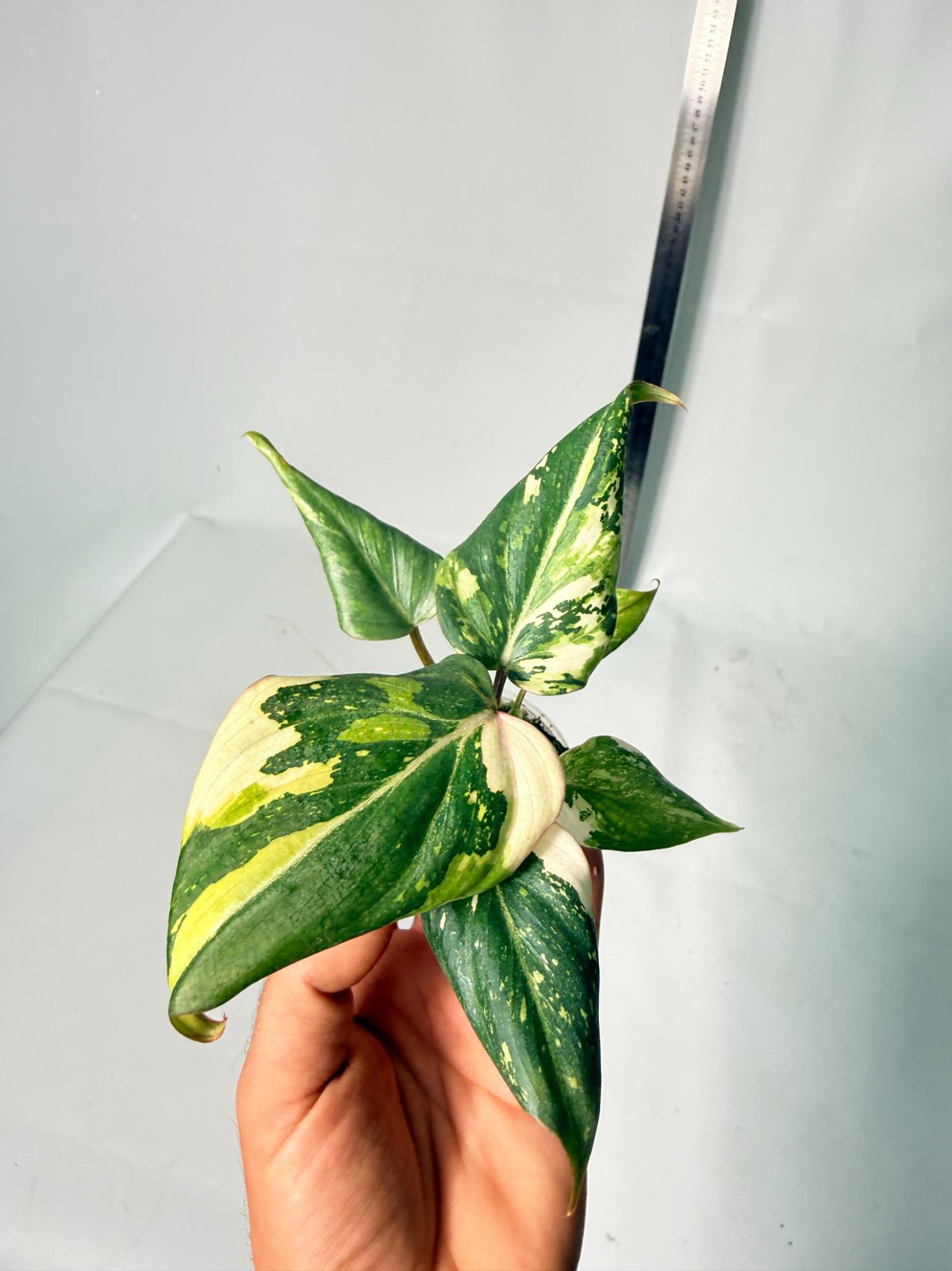 Philodendron Gloriosum Variegata Tricolor 6