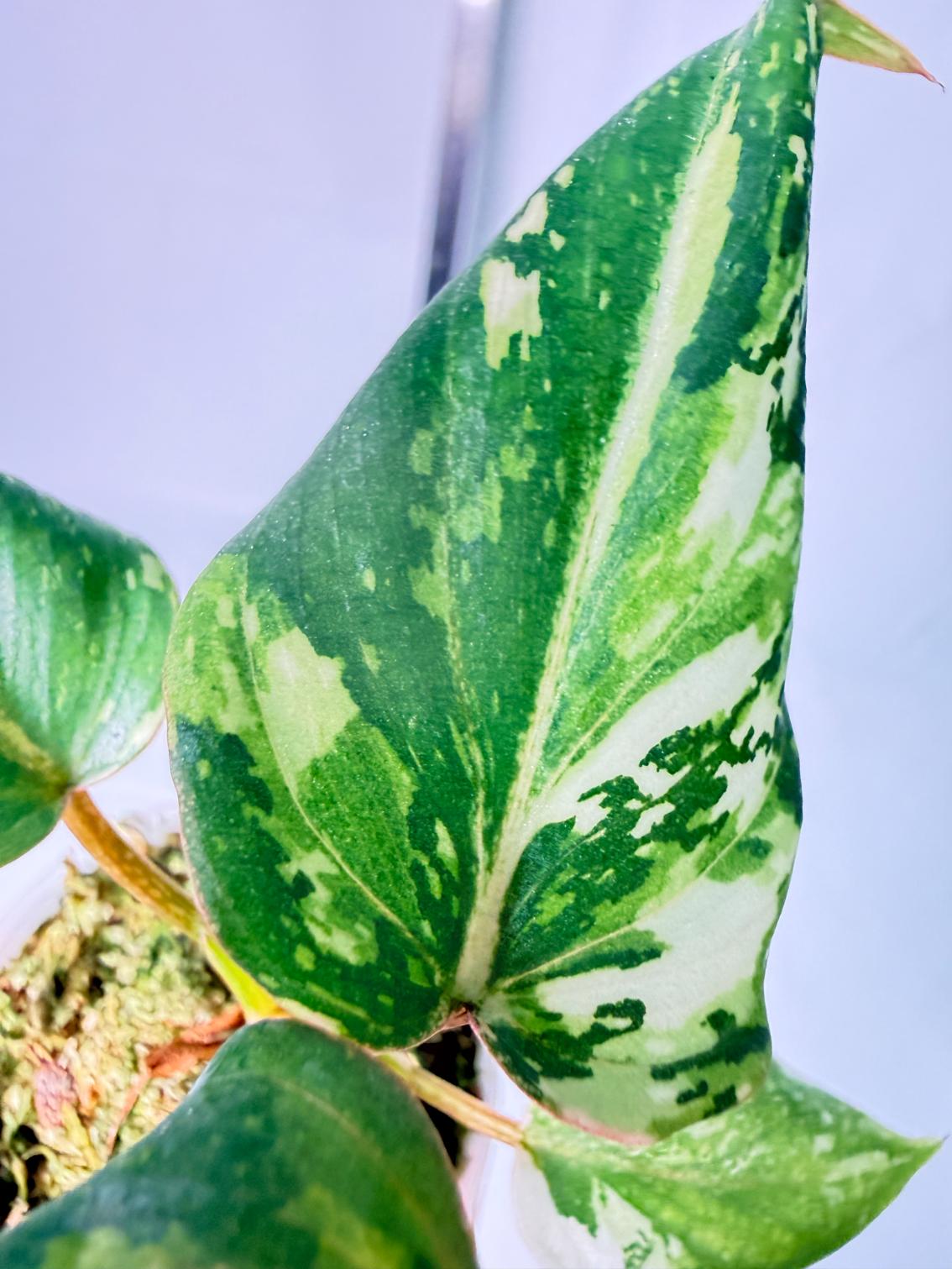 Philodendron Gloriosum Variegata Tricolor 7