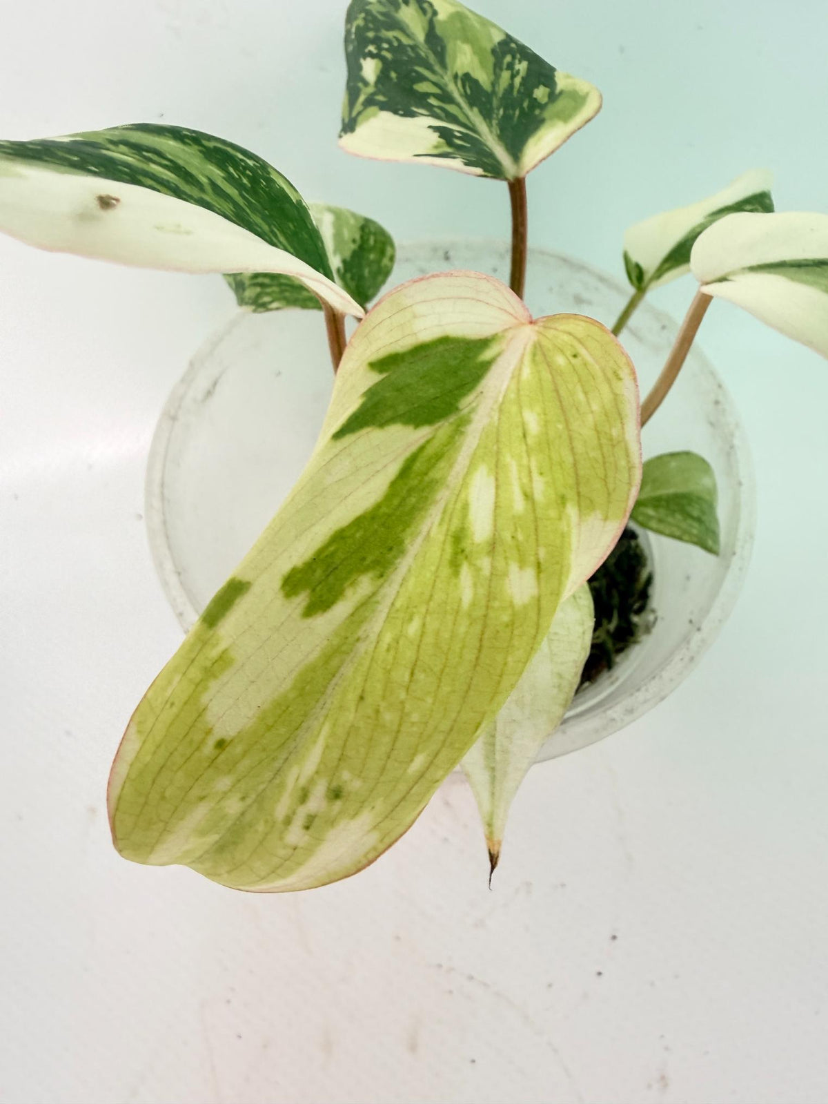 Philodendron Gloriosum Variegata Tricolor 02