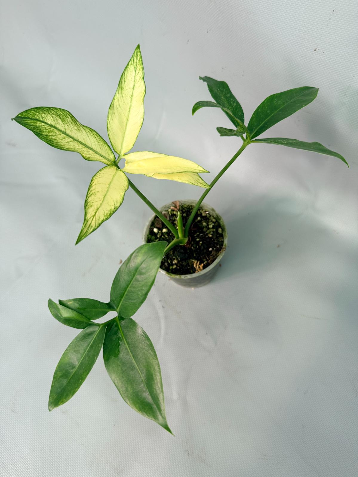 Philodendron Goeldii Mint 08