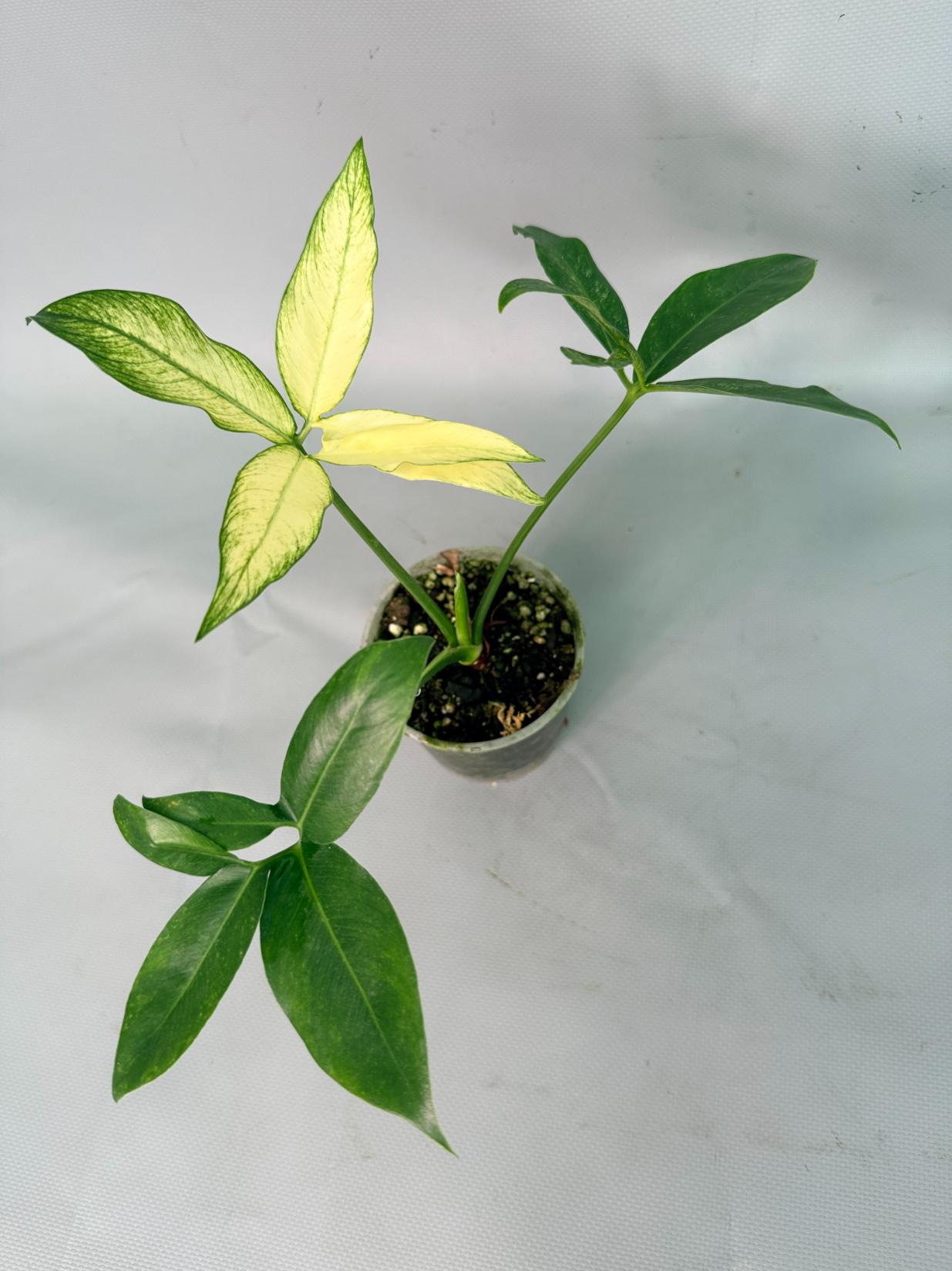 Philodendron Goeldii Mint 03