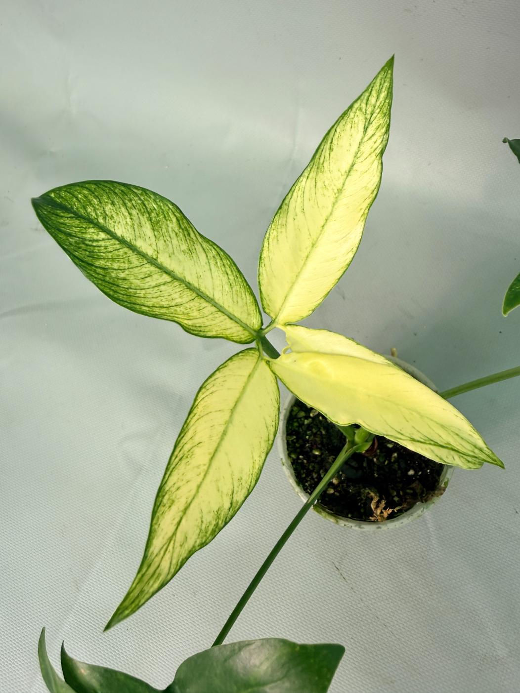 Philodendron Goeldii Mint 04