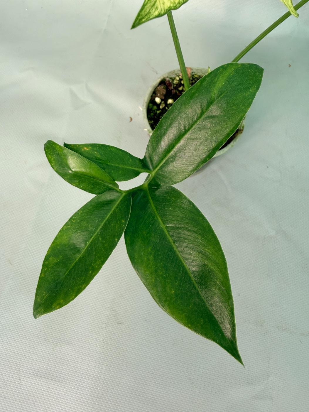 Philodendron Goeldii Mint 05