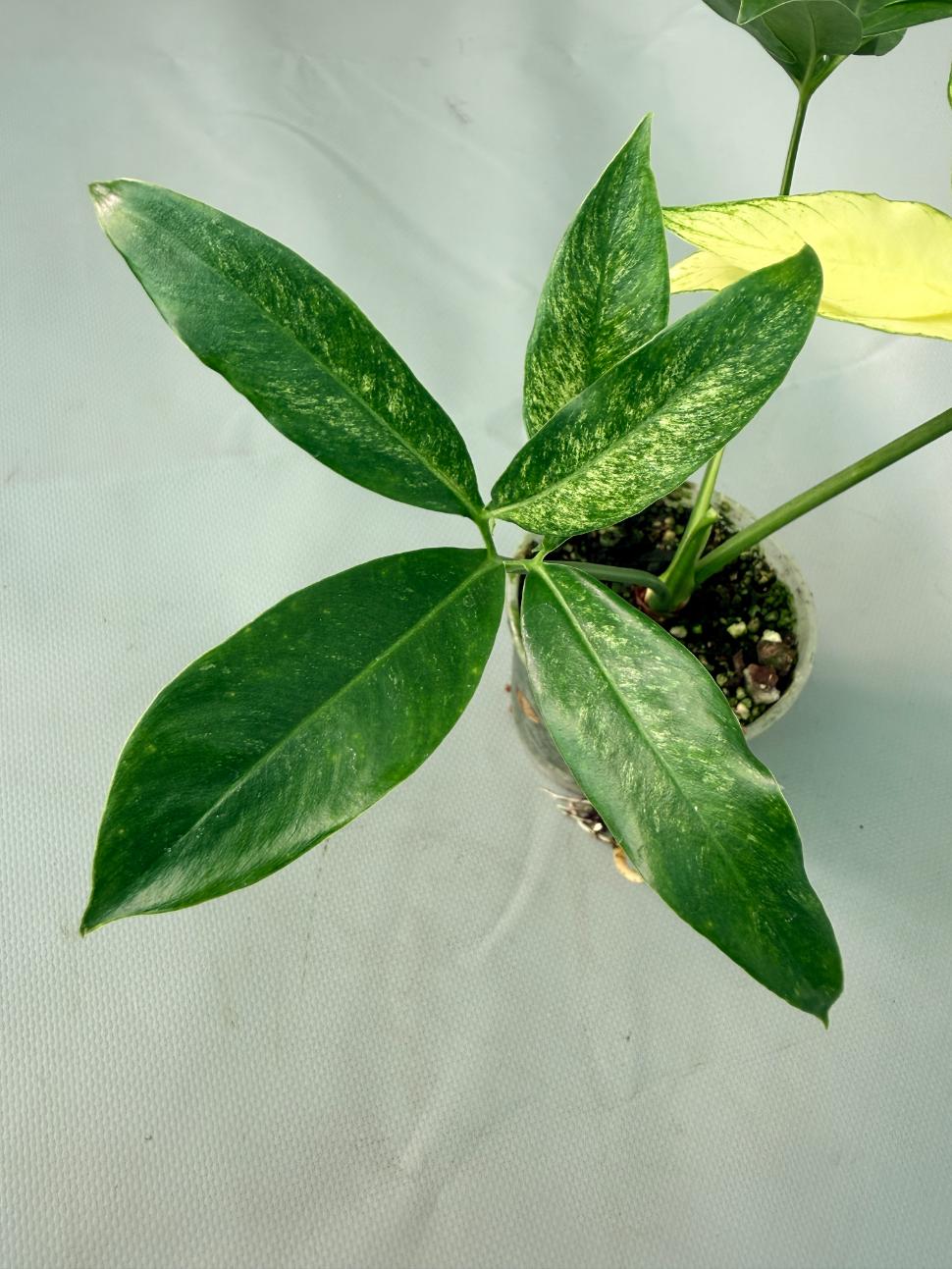 Philodendron Goeldii Mint 06