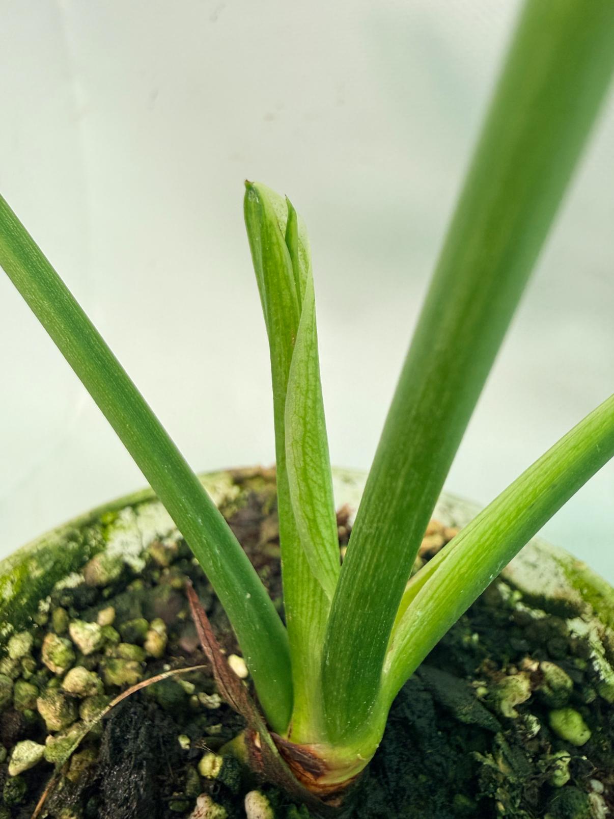 Philodendron Goeldii Mint 07