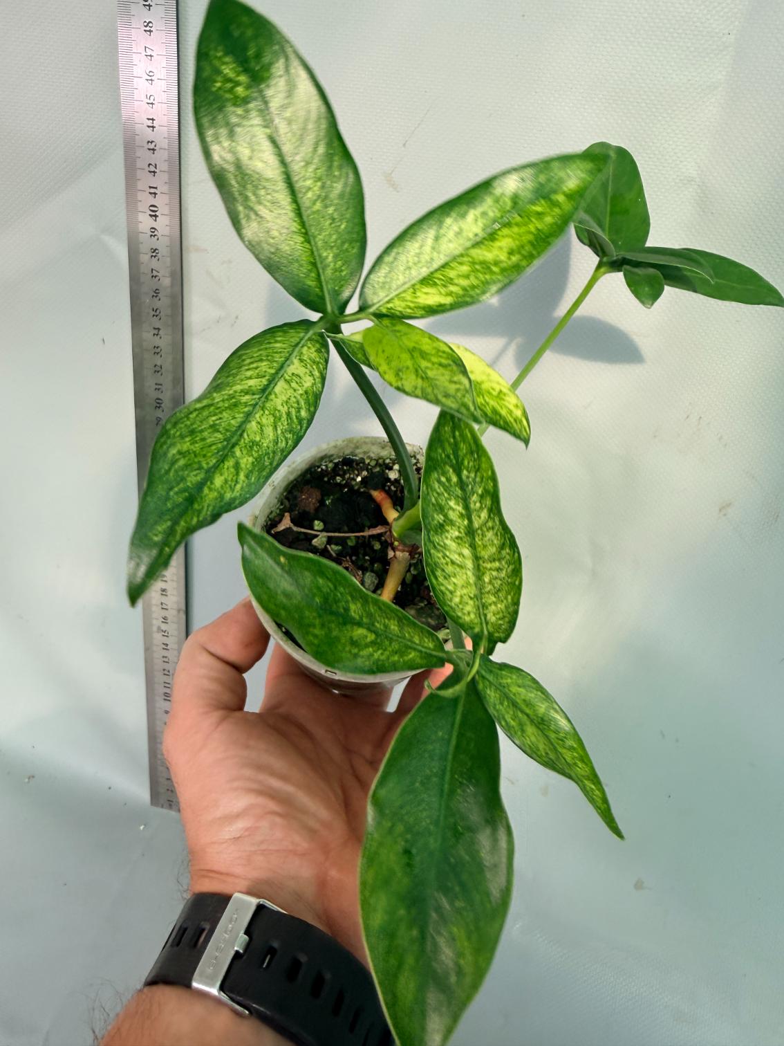 Philodendron Goeldii Mint 9