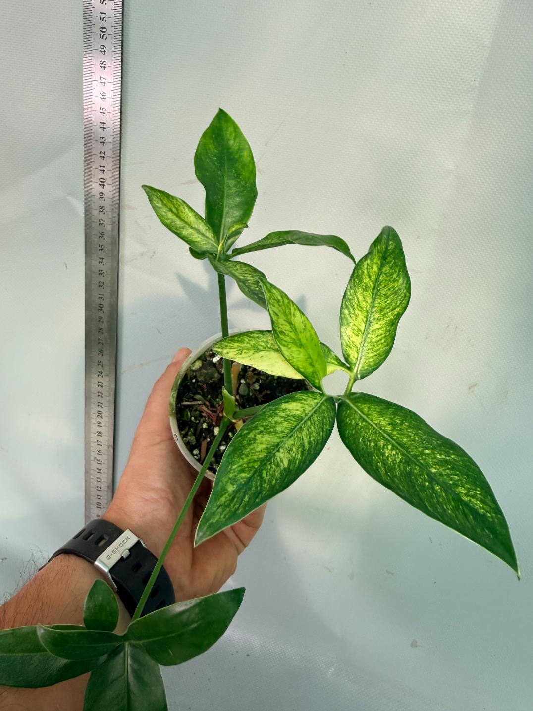 Philodendron Goeldii Mint 6