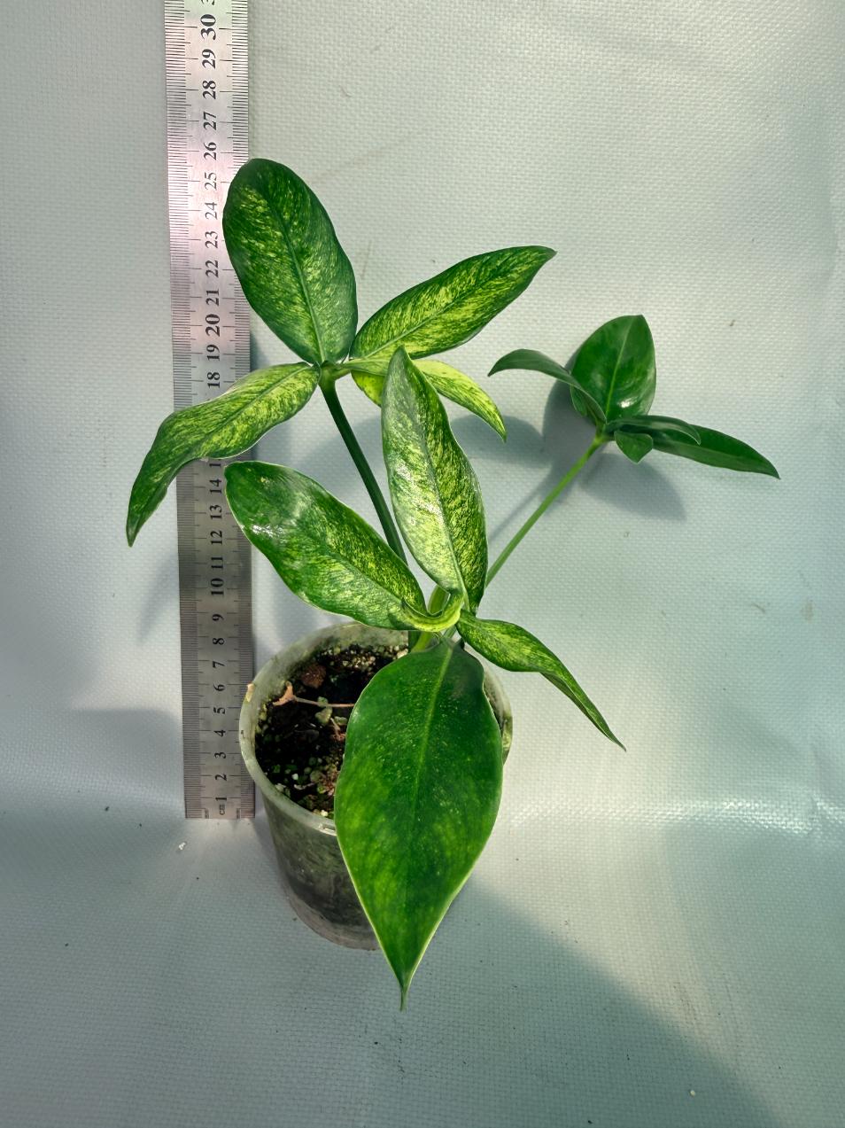 Philodendron Goeldii Mint 1
