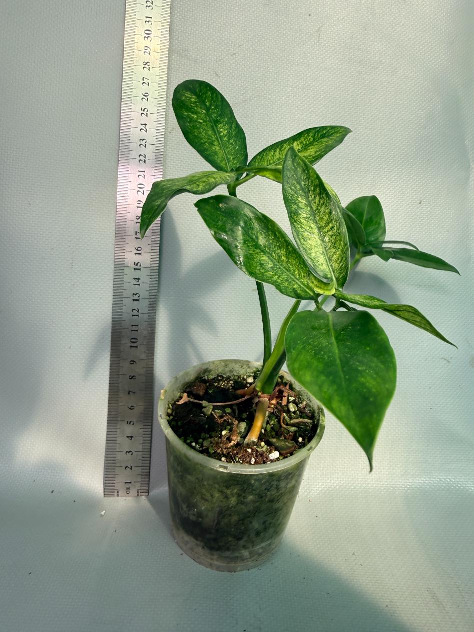 Philodendron Goeldii Mint 7