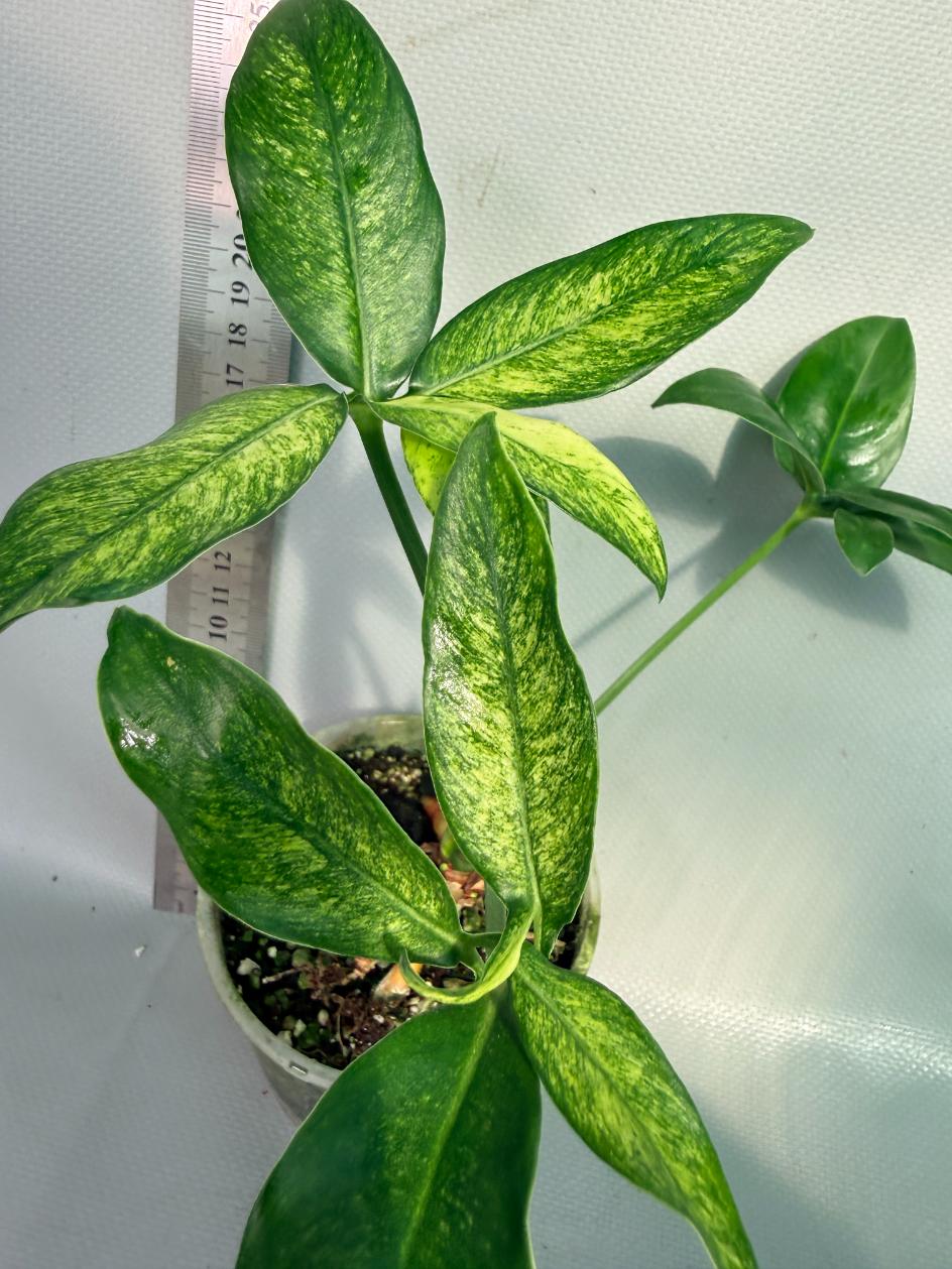 Philodendron Goeldii Mint 4