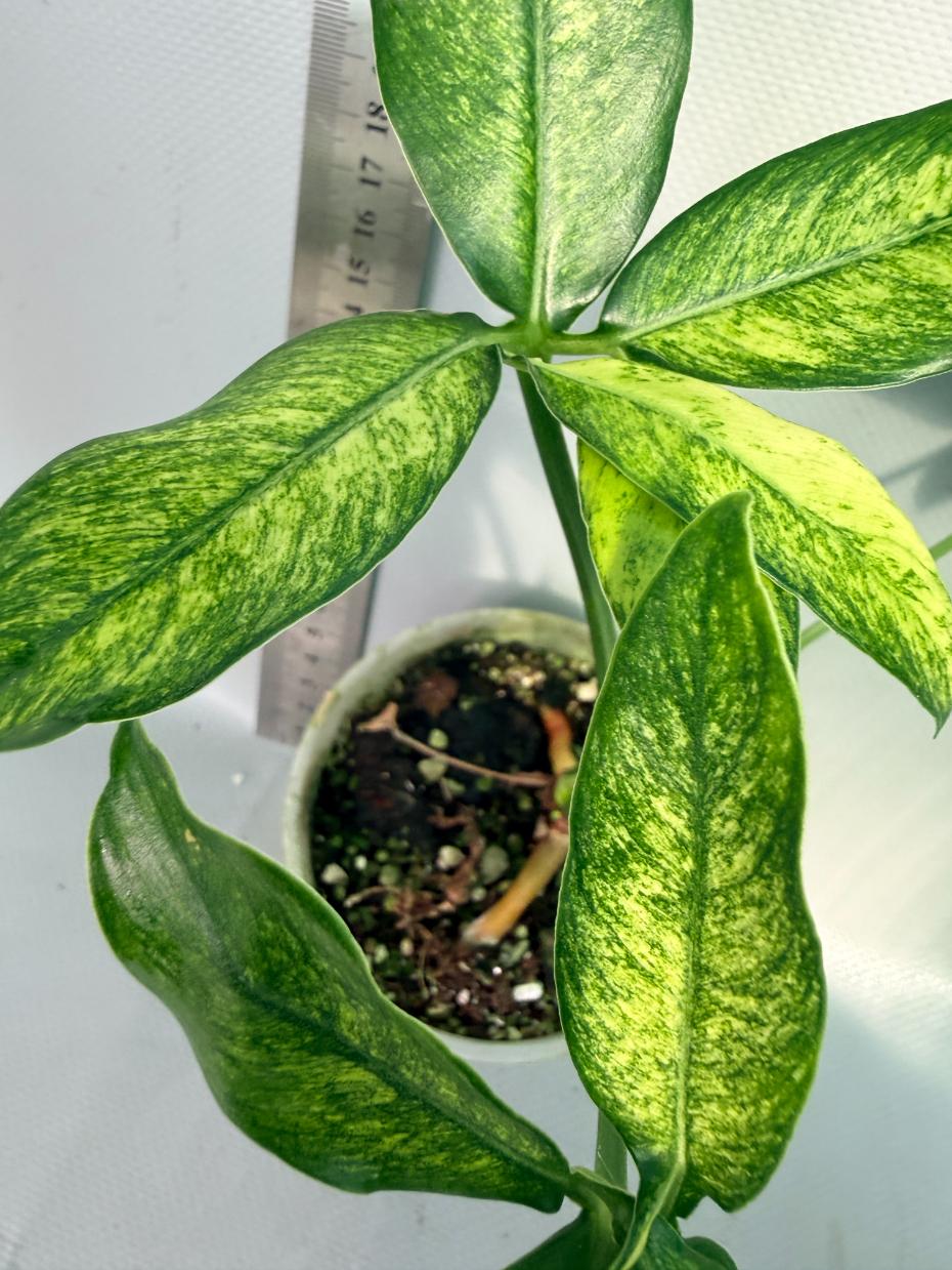 Philodendron Goeldii Mint 3